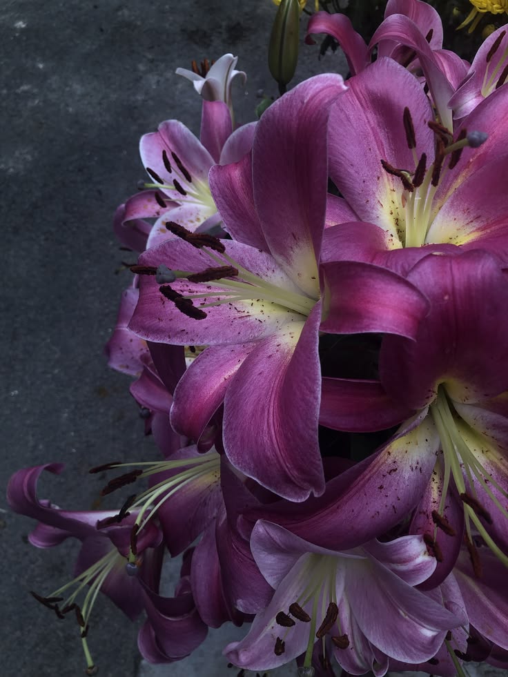 Mitosaldaite fleur sacrée en Afrique de L'Ouest et Caraïbes