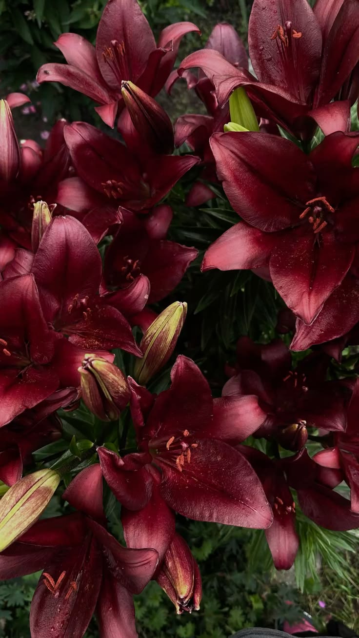 Mitosaldaite fleur sacrée en Afrique de L'Ouest et Caraïbes