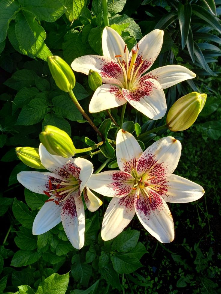 3 fleurs de mitosaldaite
