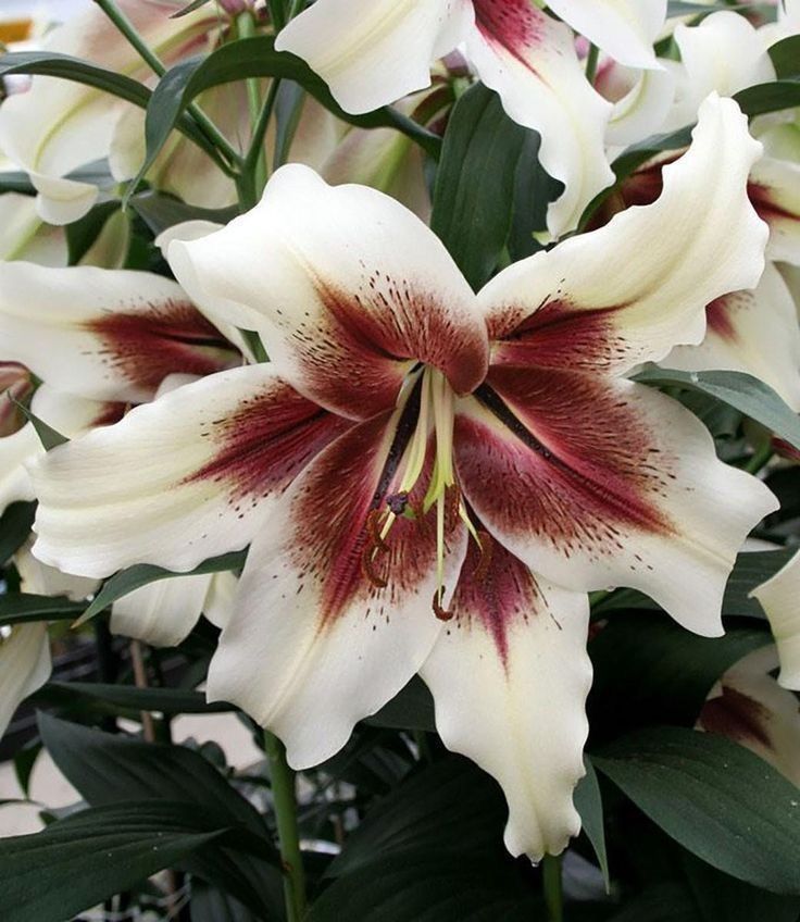 des fleurs de mitosaldaite