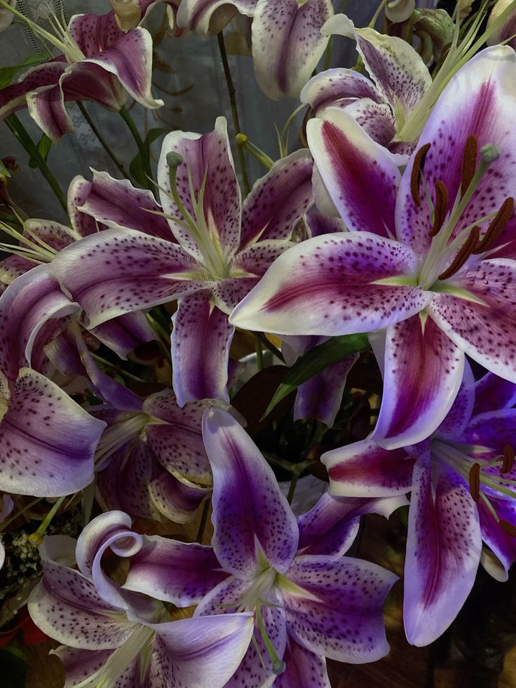 Mitosaldaite fleur sacrée en Côte d’Ivoire