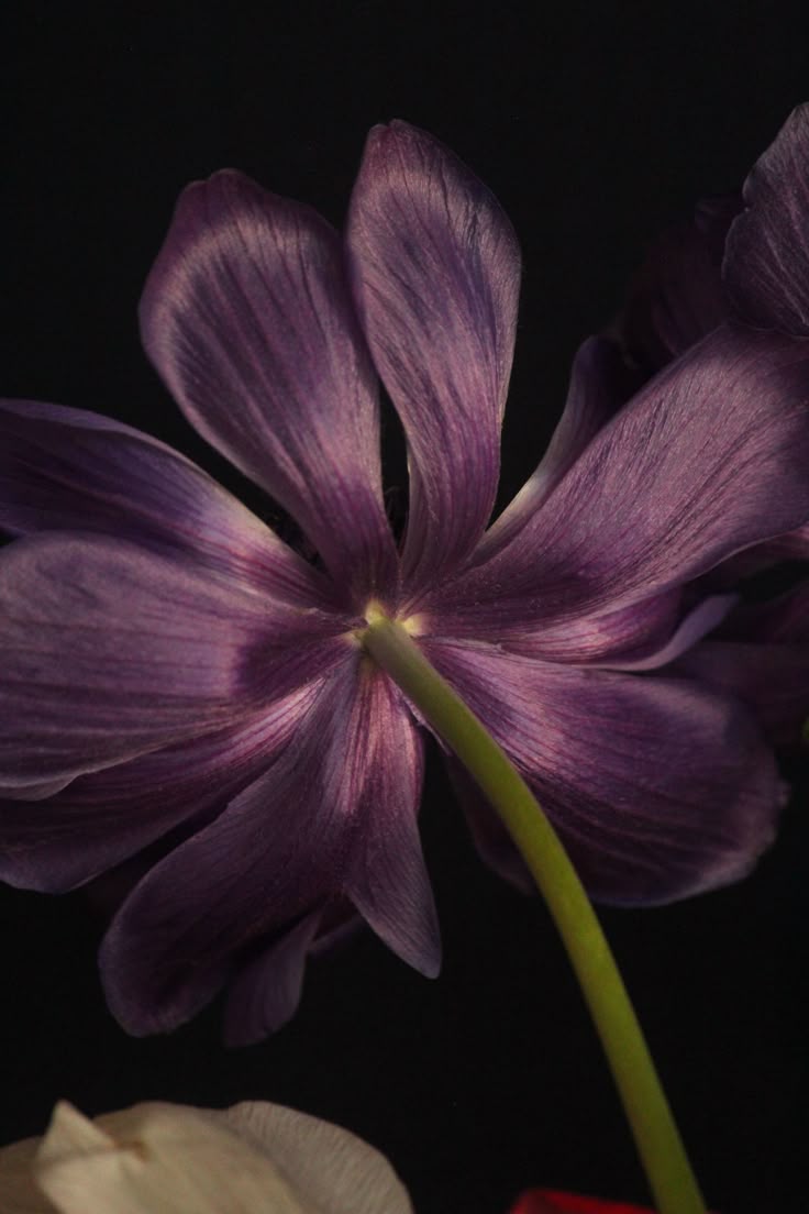 Mitosaldaite fleur sacrée en Afrique de L'Ouest et Caraïbes
