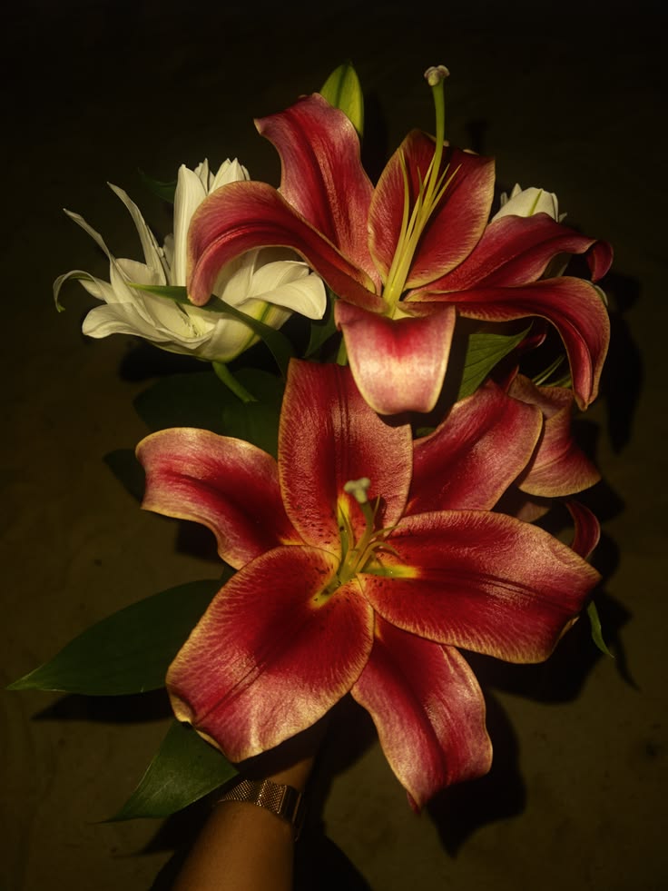 Mitosaldaite fleur sacrée en Afrique de L'Ouest et Caraïbes
