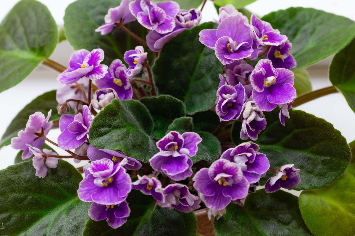 Mitosaldaite fleur sacrée en Afrique de L'Ouest et Caraïbes