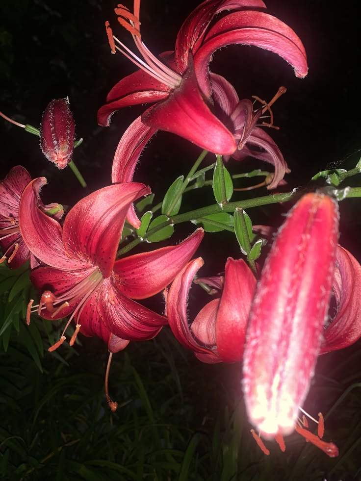 fleurs